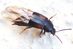 Tachinus subterraneus
