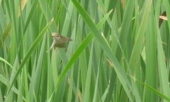 Locustella luscinioides