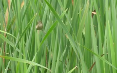 Locustella luscinioides