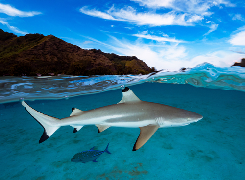 Blacktip Reef Shark
