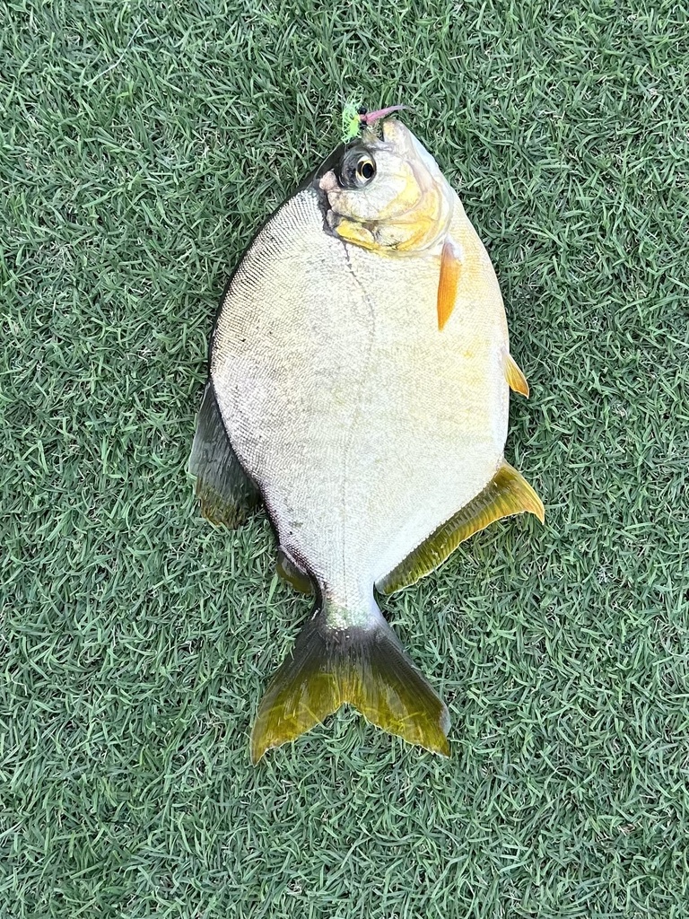 Lobetooth piranha (Pygopristis denticulata) — Serrasalmidae