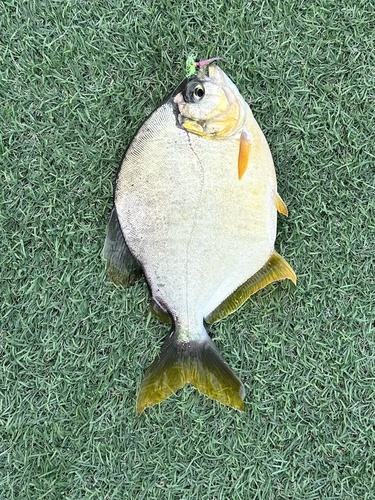Lobetooth piranha (Pygopristis denticulata) — Serrasalmidae