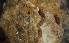 Spurilla braziliana