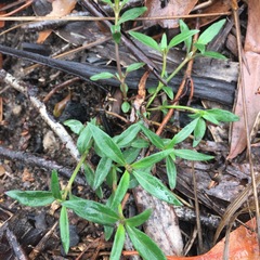 Opercularia hispida