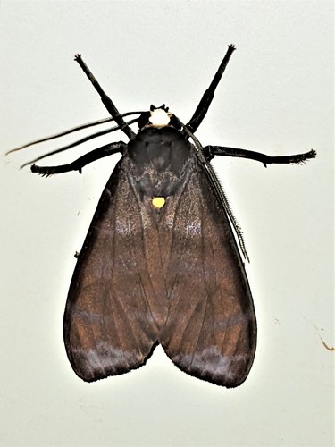 Pachydota iodea