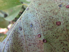 Corythucha juglandis