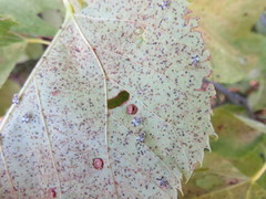 Corythucha juglandis