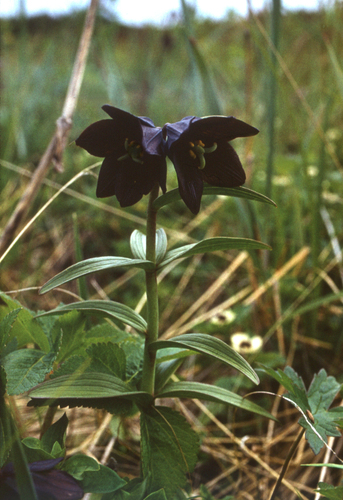 Rice root (Fritillaria camschatcensis)