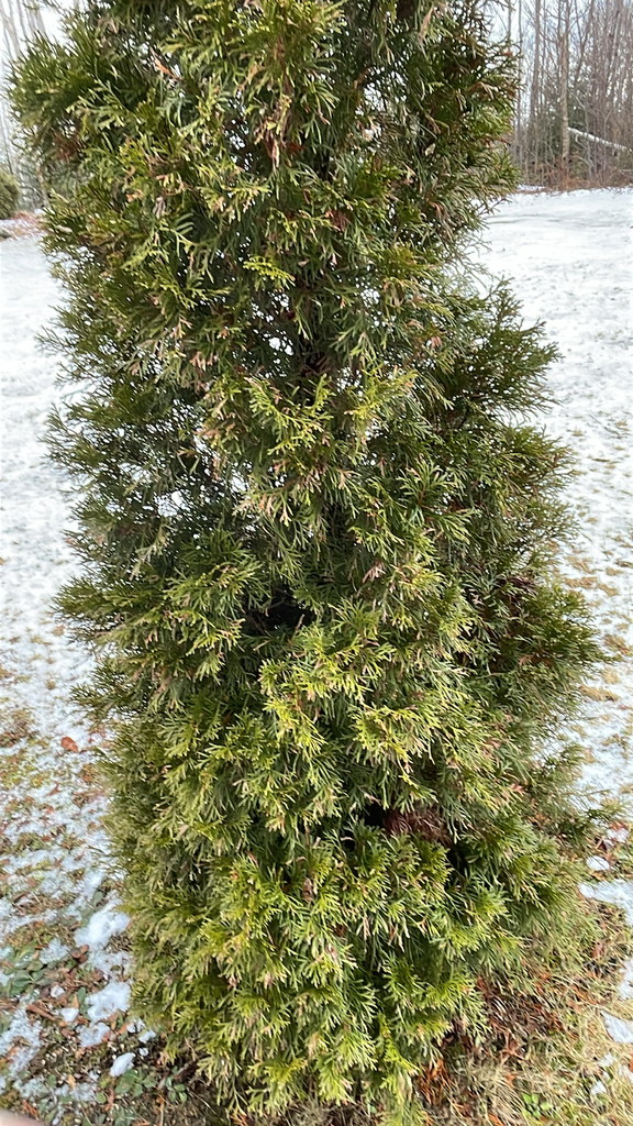 Thuja