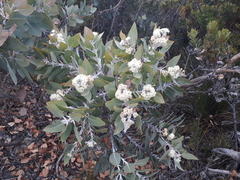 Eucalyptus pleurocarpa