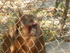 Macaca arctoides