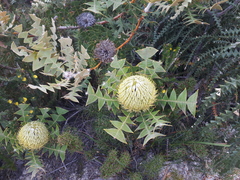 Banksia baxteri