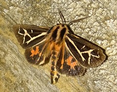 Apantesis williamsii