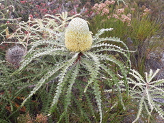 Banksia speciosa