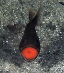 Vincentia novaehollandiae