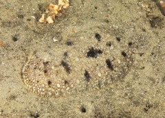 Pardachirus hedleyi