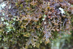 Frullania tamarisci