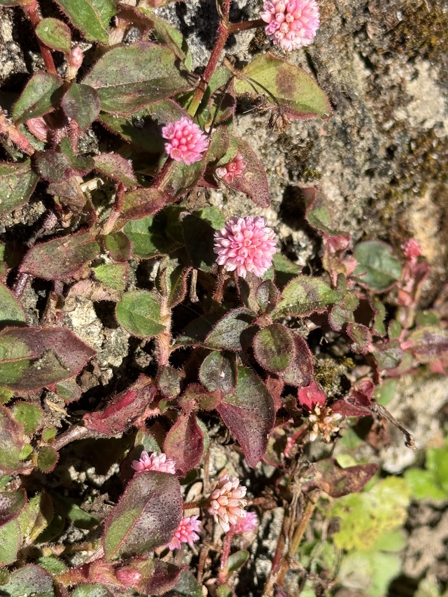 Persicaria capitata (Persicaria capitata)
