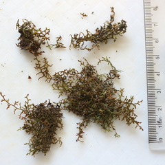 Frullania tamarisci