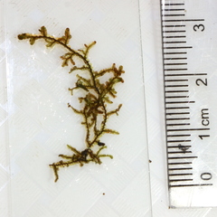 Frullania tamarisci