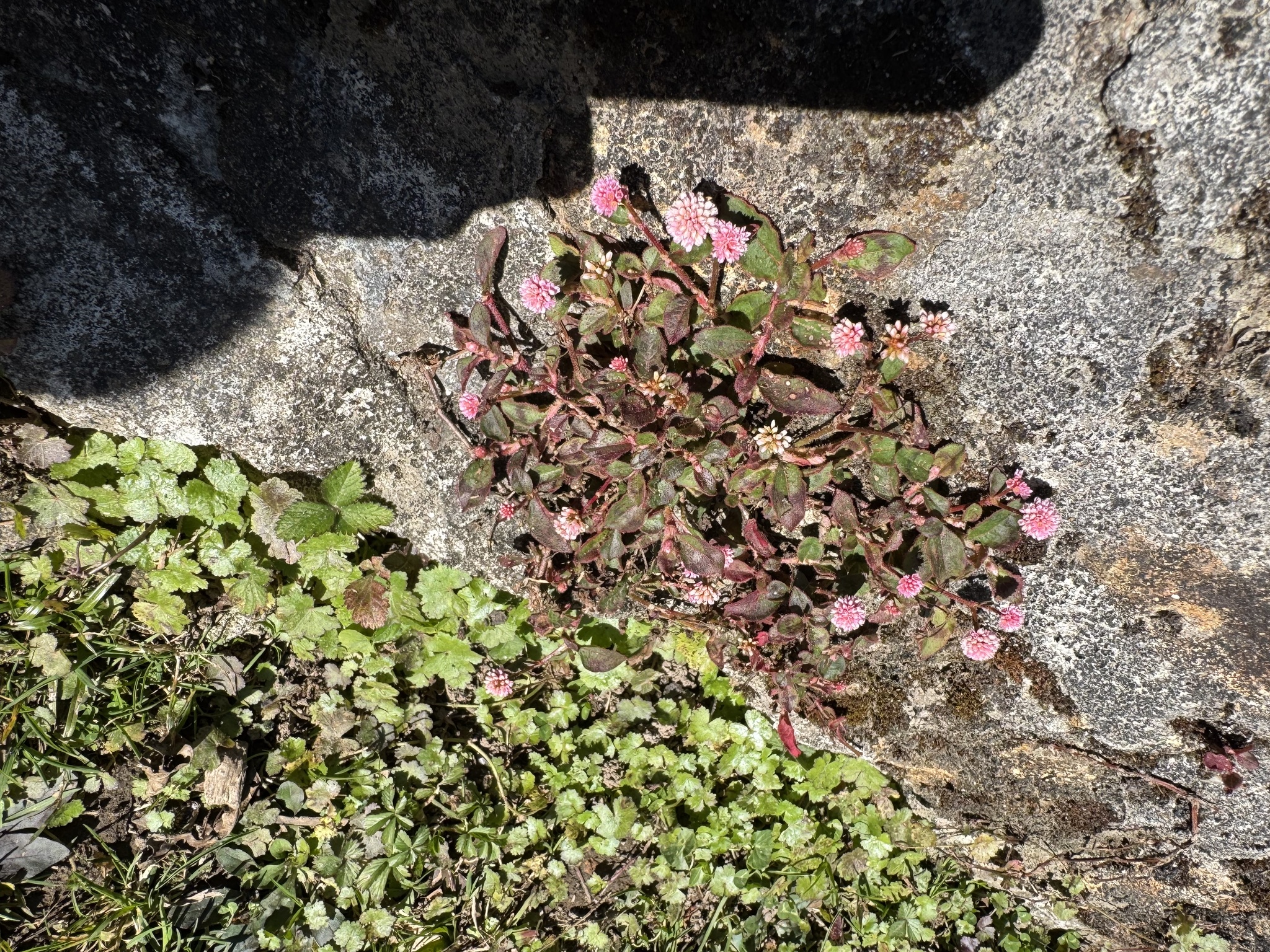 Persicaria capitata — ảnh 2