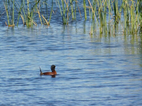 Lake Duck (Oxyura vittata), photo 4