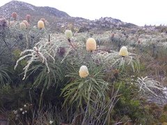Banksia speciosa