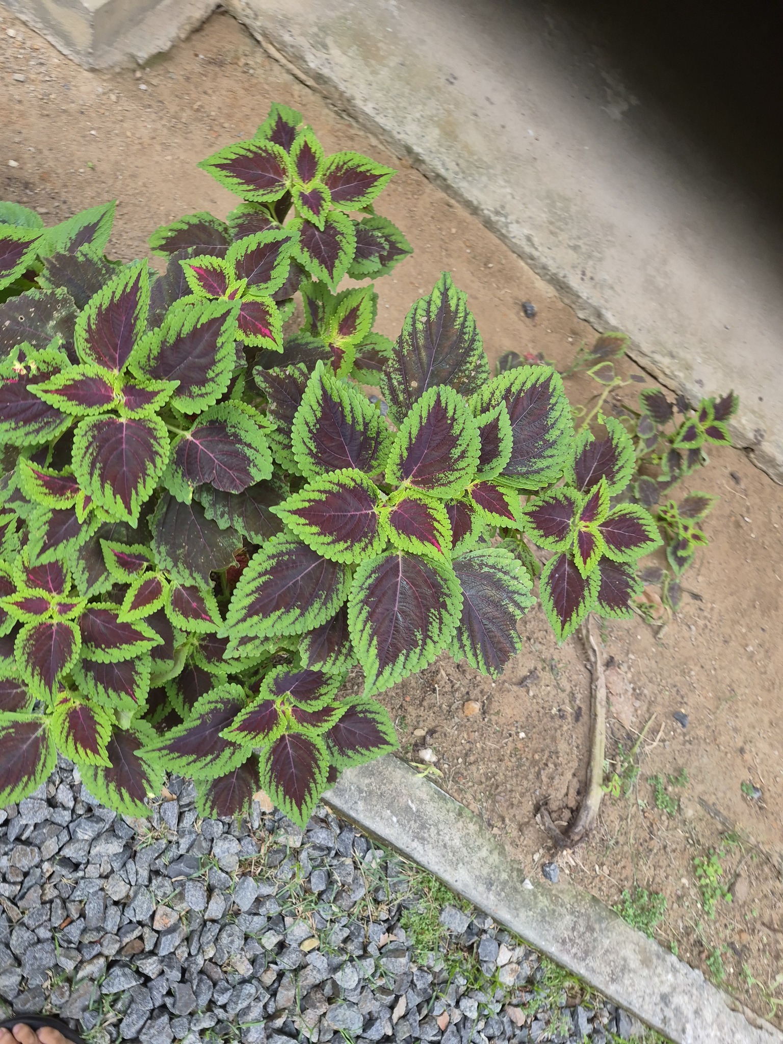 Coleus scutellarioides