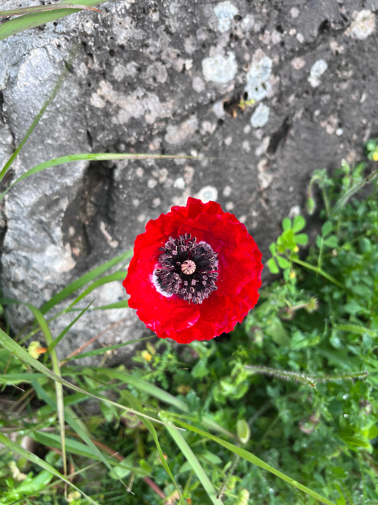 Papaver rhoeas