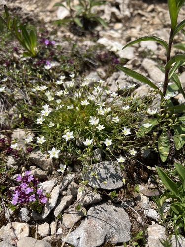 Spring Sandwort (Sabulina verna)