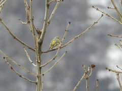 Carduelis citrinella