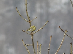 Carduelis citrinella