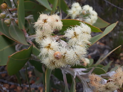 Eucalyptus pleurocarpa