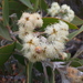 Eucalyptus pleurocarpa - Photo (c) Leon Perrie, μερικά δικαιώματα διατηρούνται (CC BY-NC), uploaded by Leon Perrie