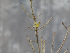 Carduelis citrinella
