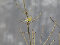 Carduelis citrinella
