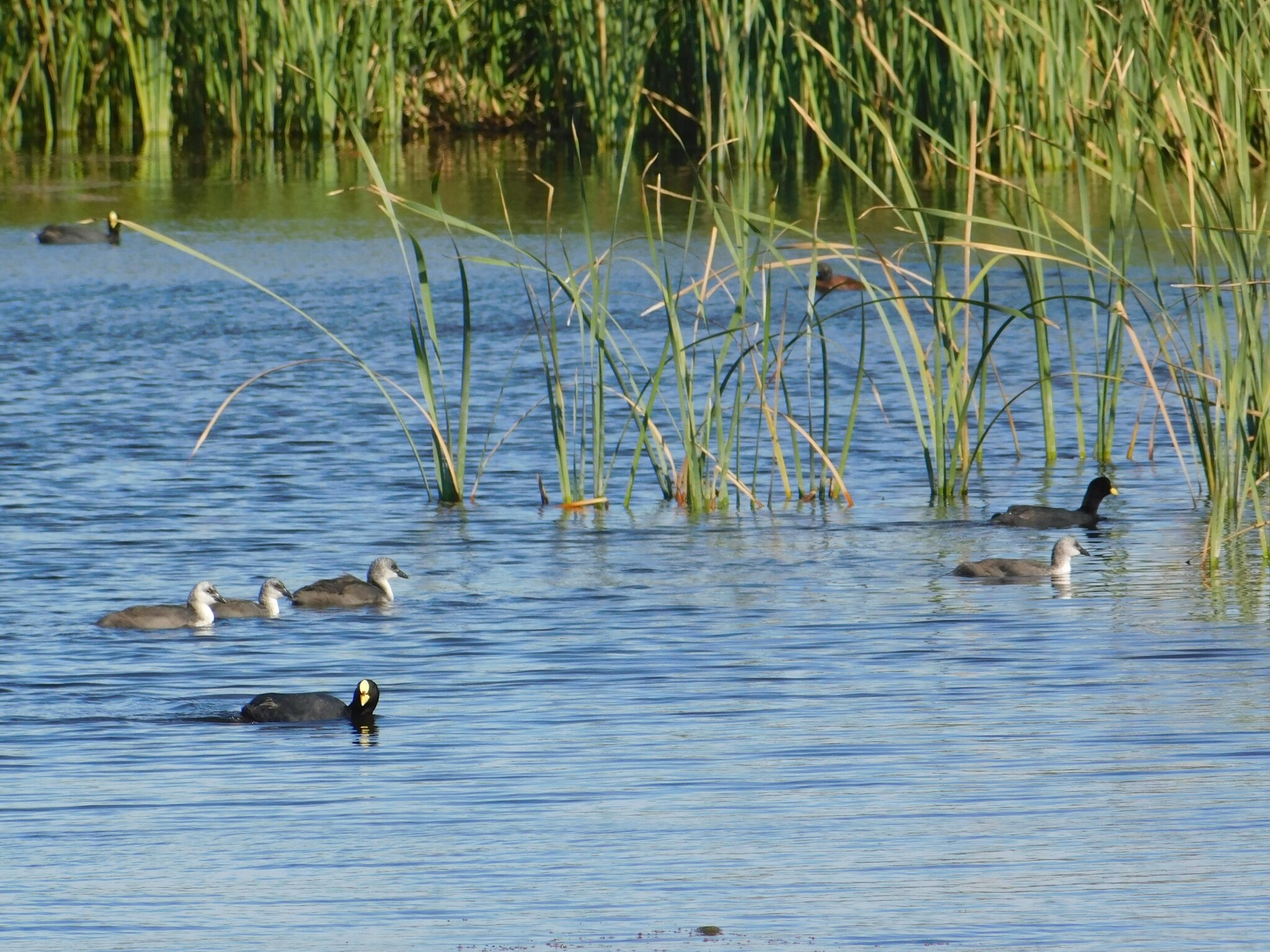 Red-gartered Coot (Fulica armillata), photo 6