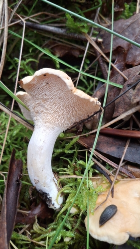 Hydnum repandum — (c) Carminda Santos, some rights reserved (CC BY)