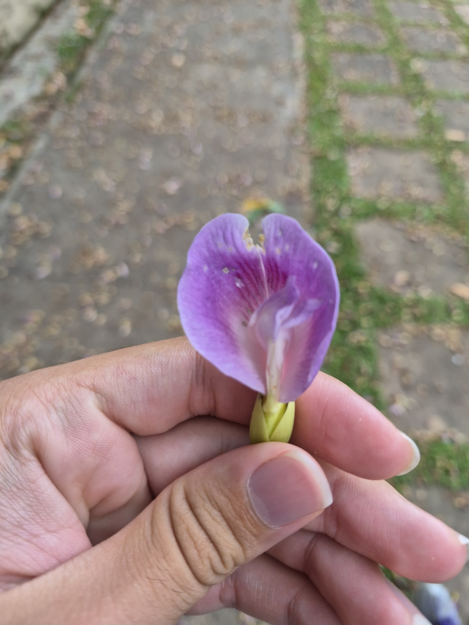 Imagem de Sombreiro