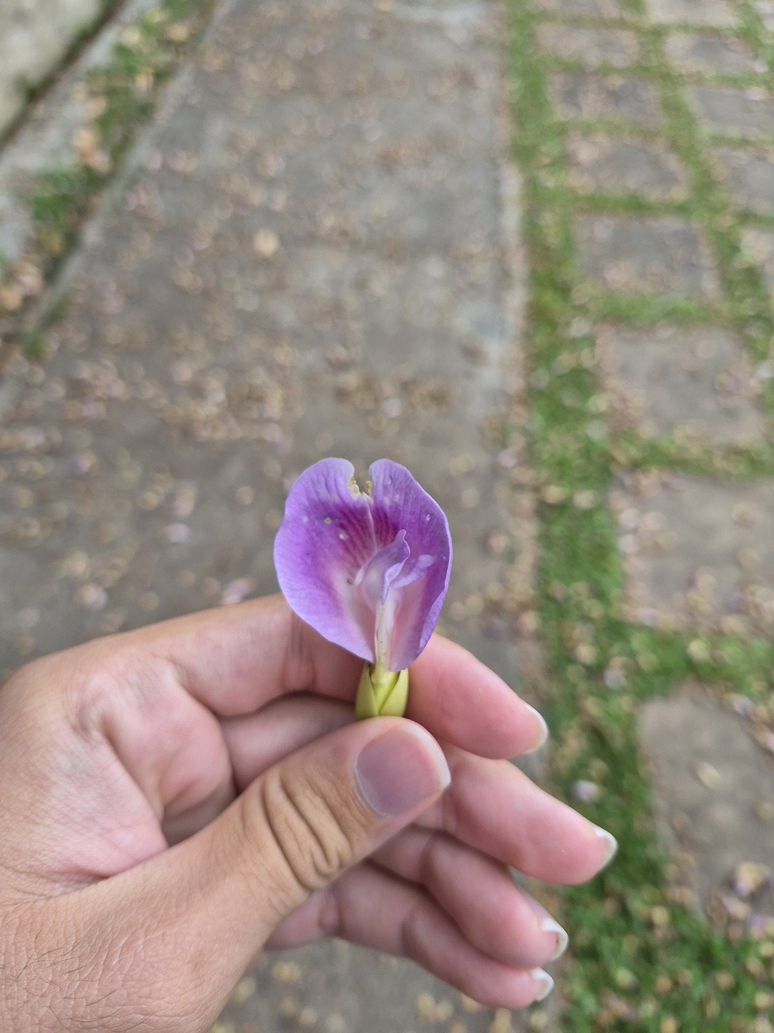 Imagem de Sombreiro
