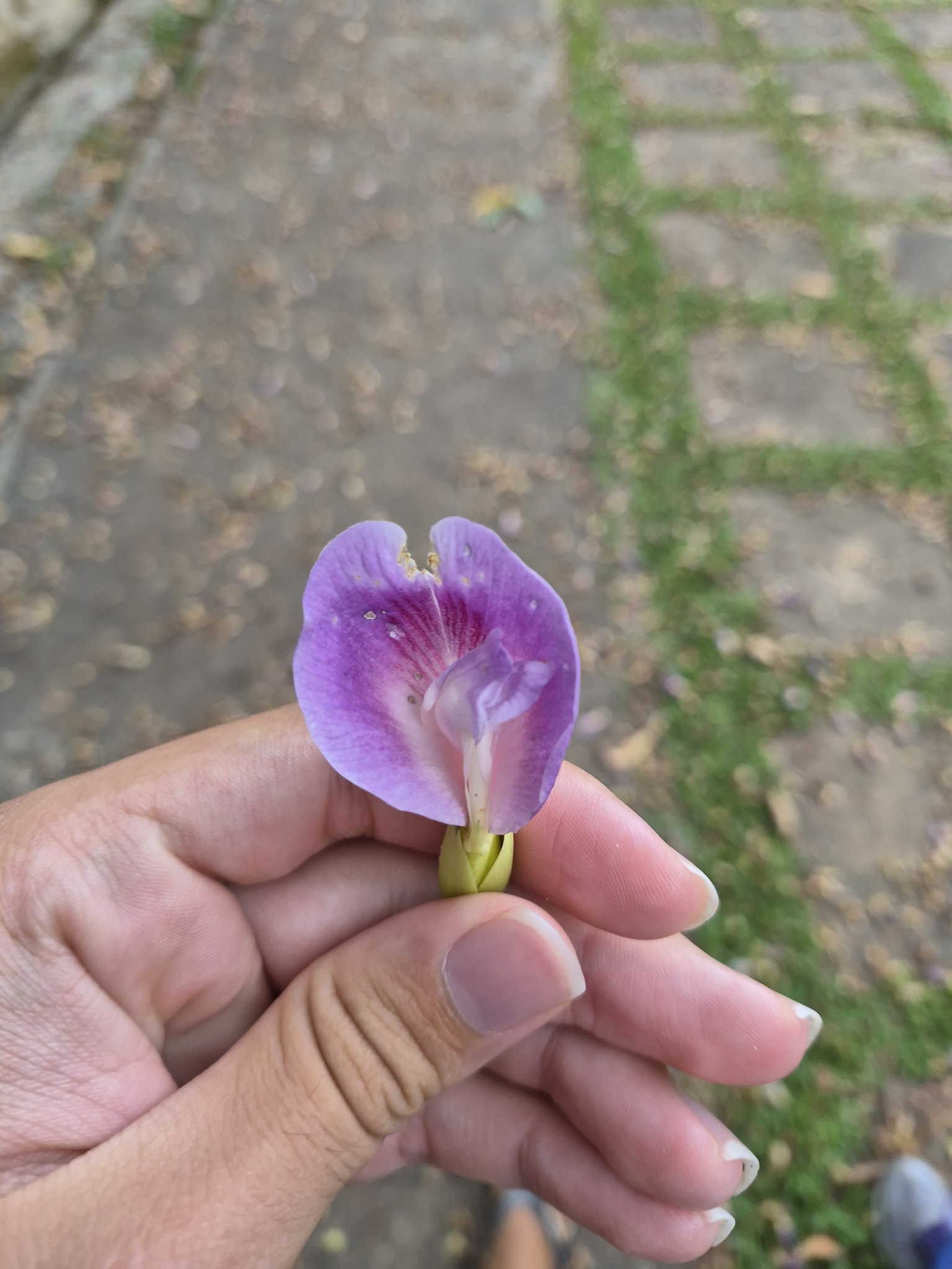 Imagem de Sombreiro