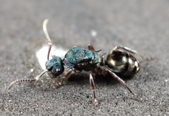 Polyrhachis hookeri