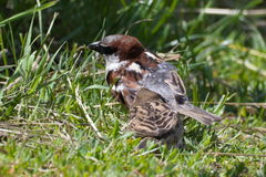 Passer domesticus × italiae