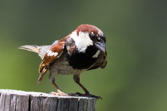 Passer domesticus × italiae