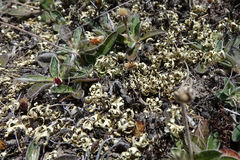 Xanthoparmelia semiviridis