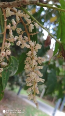 Sterculia parviflora