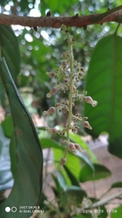 Sterculia parviflora