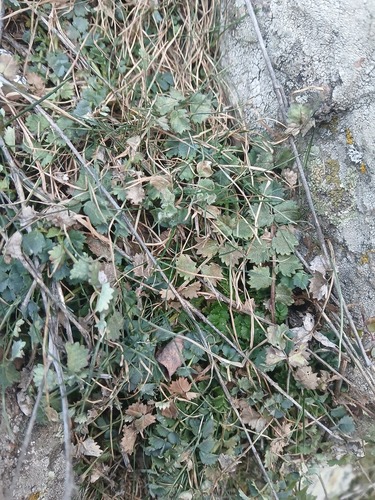 Goats' burnet saxifrage (Pimpinella tragium)
