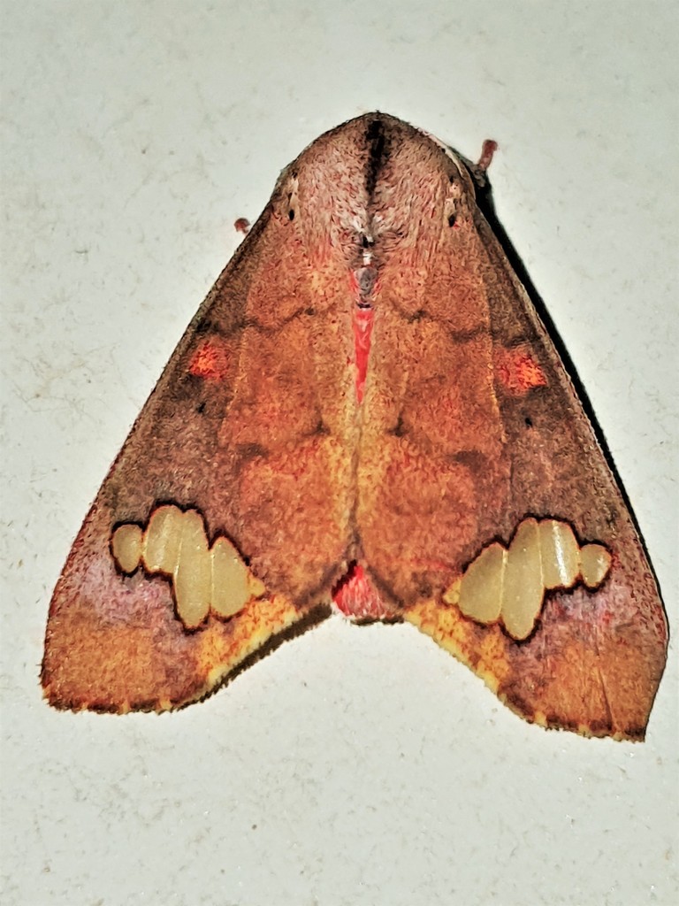 Zatrephes flavipuncta