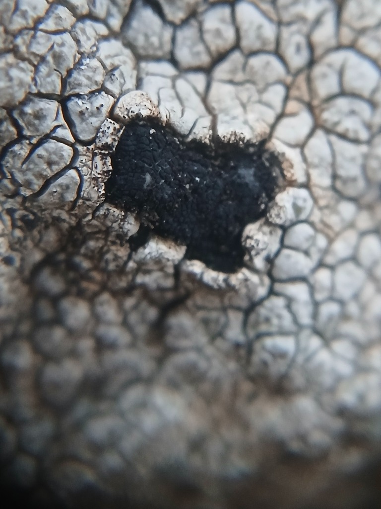 Lichenothelia scopularia